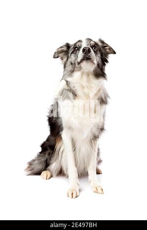 chien de bordure isolé sur fond blanc Banque D'Images