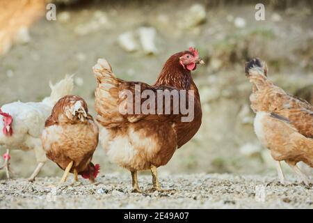 Poulet (Gallus gallus domesticus), poule sur un tas de dung, Bavière, Allemagne Banque D'Images