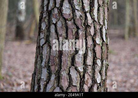 Écorce d'arbre montrant un noeud curieux Banque D'Images