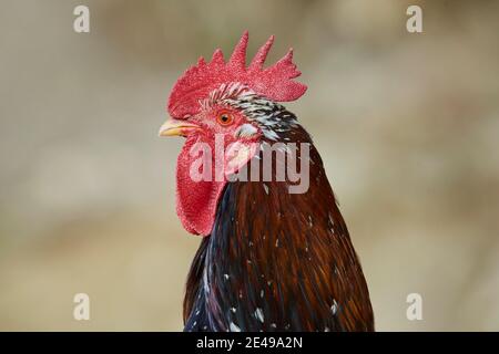 Poulet (Gallus gallus domesticus), coq sur un tas de fumier, Bavière, Allemagne Banque D'Images