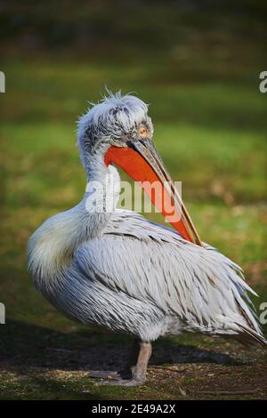 Dalmatien Pélican (Pelecanus crispus), sur les côtés, se dresse dans un pré, Bavière, Allemagne, Europe Banque D'Images