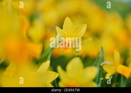 Daffodils ou daffodils (Narcissus pseudophonarcissus), Rhénanie-du-Nord-Westphalie, Allemagne, Europe Banque D'Images
