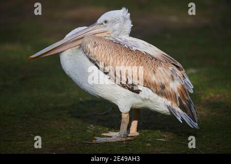 Dalmatien Pélican (Pelecanus crispus), sur les côtés, se dresse dans un pré, Bavière, Allemagne, Europe Banque D'Images