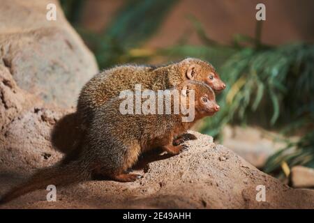 Mongoose pygmée du sud, Helogale parvula, latéralement, assis, pierre, corps entier Banque D'Images