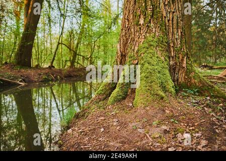 Épinette de Norvège, Picea abies, tronc d'arbre par un ruisseau à Rothsee, Bavière, Allemagne Banque D'Images