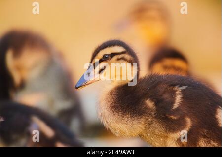 Mallard (Anas platyrhynchos), canetons dans l'herbe, portrait, Bavière, Allemagne, Europe Banque D'Images