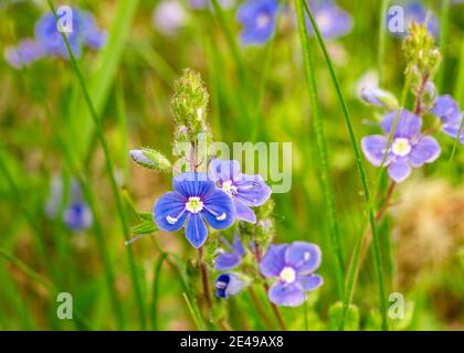 Oeil d'oiseau speedwell - Veronica chamaedrys (germander speedwell, les yeux du chat) vue rapprochée de la fleur Banque D'Images