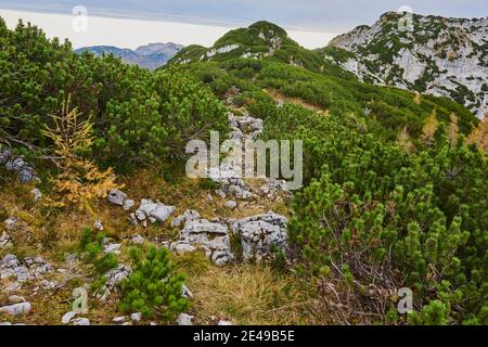 Pins de montagne ou pins de montagne (Pinus mugo) et larches de couleur automnale (Larix lyallii) sur la crête du sommet du Kleiner Göll, Berg, Salzbourg, Autriche Banque D'Images
