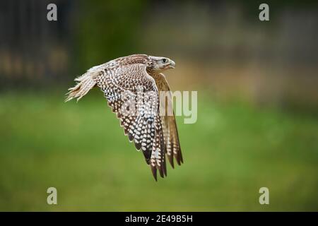 Le falcon Saker (Falco cherrug) vole tout en chassant sur un pré, la Bavière, l'Allemagne, l'Europe Banque D'Images