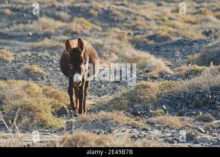 Âne africain (Equus africanus asinus) dans un paysage stérile, Playa de Cofete, Fuerteventura, îles Canaries, Espagne Banque D'Images