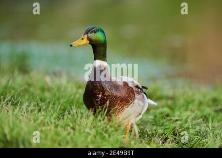 Mallard (Anas platyrhynchos), drake marche sur les rives du Danube, Bavière, Allemagne, Europe Banque D'Images