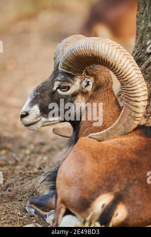 Mouflon européen, Ovis orientalis musimon, portrait, latéral, Bavière, Allemagne, Europe Banque D'Images