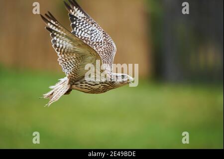 Le falcon Saker (Falco cherrug) vole tout en chassant sur un pré, la Bavière, l'Allemagne, l'Europe Banque D'Images