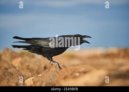 Sous-espèce du corbeau commun des îles Canaries (Corvus corax tingitanus), des oiseaux adultes se trouvent sur une roche et des corneilles, Fuerteventura, îles Canaries, Espagne, Europe Banque D'Images