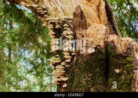 Champignons des arbres, spores de fumée brûlées sur un tronc d'arbre brisé, Salzbourg, Autriche Banque D'Images