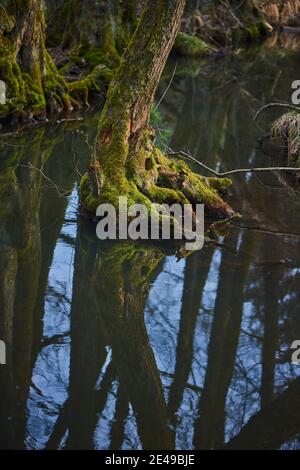 Racine d'aulne noir (Alnus glutinosa) surcultivée avec de la mousse dans la lande, Haut-Palatinat, Bavière, Allemagne Banque D'Images