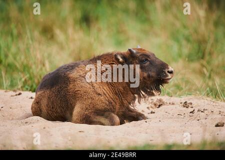 Bison européen (Bison bonasus), latéral, couché, Bavière, Allemagne, Europe Banque D'Images