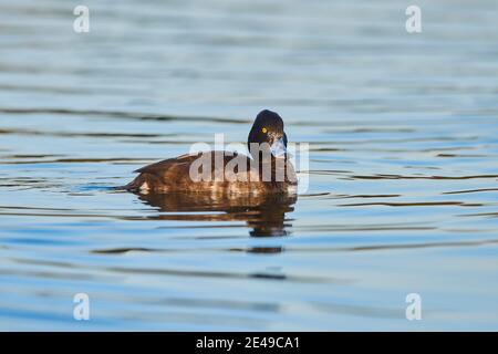 Canard touffeté (Aythya fuligula), nagees femelles dans l'eau, Bavière, Allemagne Banque D'Images