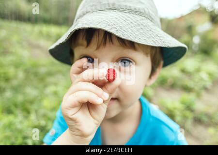 Garçon montrant une petite fraise cueillies dans le jardin. Concentrez-vous sur la baie Banque D'Images