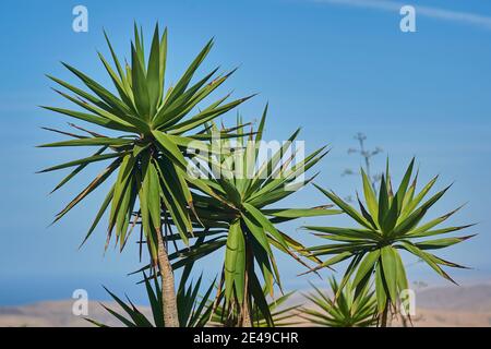 Nénuphars gris (Yucca aloifolia), ciel bleu, sur une plage, îles Canaries, Espagne Banque D'Images