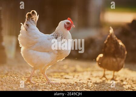 Poulet (Gallus gallus domesticus), poule sur un tas de dung, Bavière, Allemagne Banque D'Images