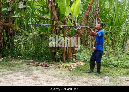 Homme indigène; utilisant un fusil de soufflage; arme, longue tige, compétence, tribu indigène; chasse, Amérique du Sud, Amazone tropicale Rainforest, Equateur, MR Banque D'Images