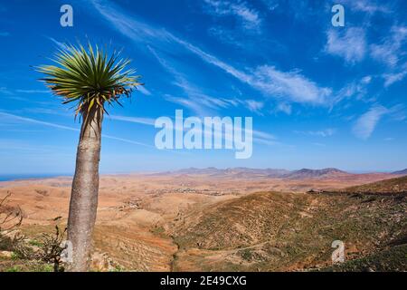 Nénuphars gris (Yucca aloifolia), ciel bleu, sur une plage, îles Canaries, Espagne Banque D'Images