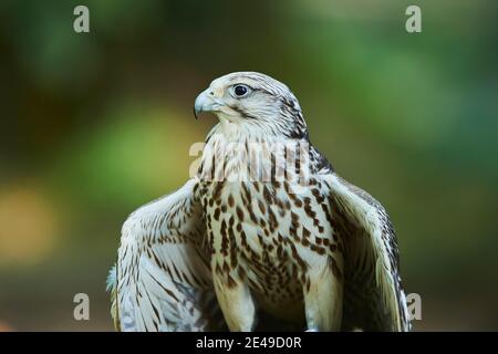 Portrait d'un Falcon de Saker (Falco cherrug) avec ses ailes levées, Bavière, Allemagne Banque D'Images