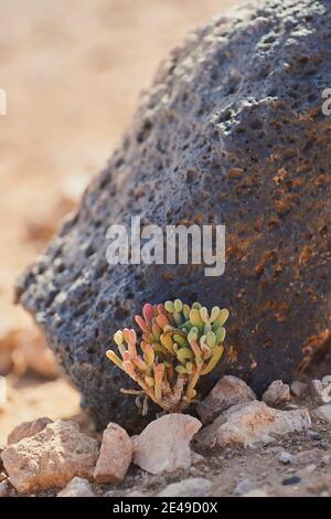 Plante de glace nouée (Mesembryanthemum nodiflorum) sur une plage à l'ombre d'un rocher, Fuertevertura, îles Canaries, Espagne Banque D'Images