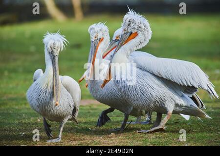 Pélicans dalmates (Pelecanus crispus), sur les côtés, debout dans un pré, Bavière, Allemagne, Europe Banque D'Images