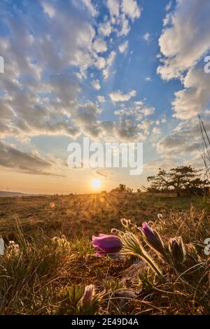 Fleur de Pasque commune, fleur de Pasque (Pulsatilla vulgaris) au coucher du soleil, paysage, automne, Schanzberg, Haut-Palatinat, Bavière, Allemagne, Europe Banque D'Images