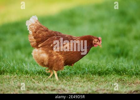 Poulet (Gallus gallus domesticus), poule dans un pré, Bavière, Allemagne Banque D'Images