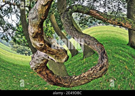 Résumé: Vieille branche d'arbre à ronrdonné torsadé avec arrière-plan de paysage torsadé, Angleterre, Royaume-Uni Banque D'Images