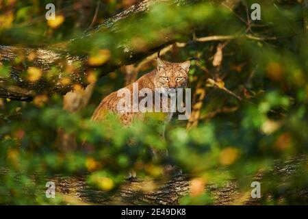 Lynx eurasien, lynx Lynx, latéral, assis, Bavarois forêt, Bavière, Allemagne, Europe Banque D'Images