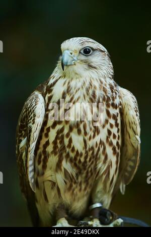 Portrait d'un Falcon de Saker (Falco cherrug) avec ses ailes levées, Bavière, Allemagne Banque D'Images