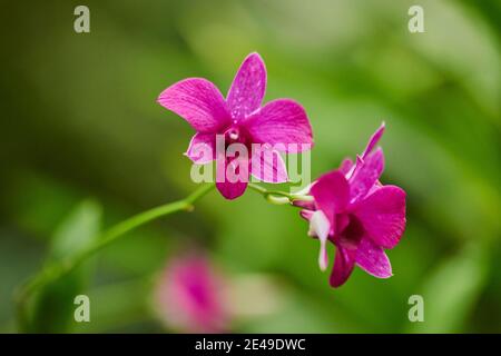 Plante médicinale dendrobium nobile, fleur, floraison, Allemagne Banque D'Images