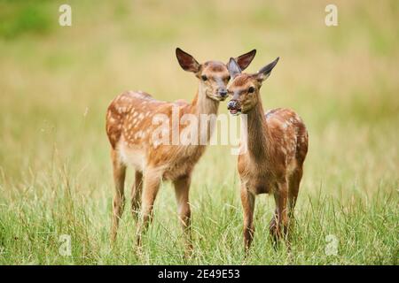 Cerf rouge (Cervus elaphus), jeunes animaux debout dans un pré, Allemagne Banque D'Images