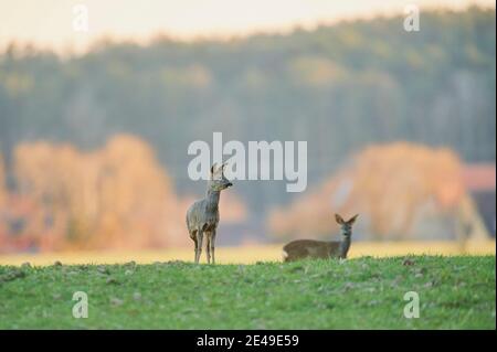 Deux cerfs de Virginie, Capranolus capranolus, latéralement, debout, pré, bord de la forêt, regardant la caméra, Bavière, Allemagne, Europe Banque D'Images