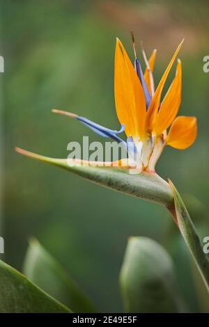 Oiseau de paradis, (Strelitzia reginae), floraison, floraison, Allemagne Banque D'Images