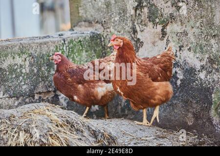 Poulet (Gallus gallus domesticus), poule sur un tas de dung, Bavière, Allemagne Banque D'Images