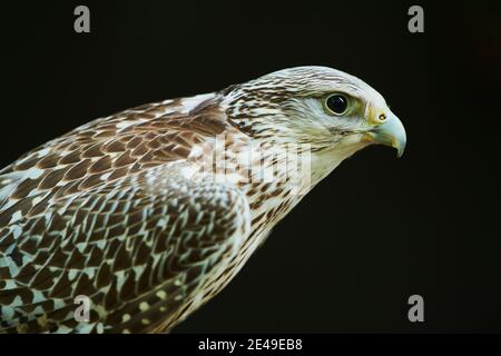 Portrait d'un Falcon de Saker (Falco cherrug) avec ses ailes levées, Bavière, Allemagne Banque D'Images