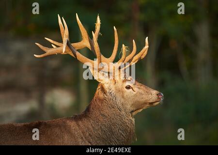 Cerf rouge (Cervus elaphus), se dresse dans un pré, en Allemagne Banque D'Images