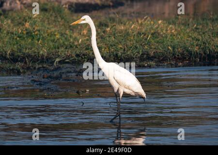 Grand Egret (Ardea alba), également connu sous le nom d'Egret commun, Grand Egret, ou Grand Héron, passage à gué dans la rivière dans le parc national de Chobe, Botswana, Afrique Banque D'Images