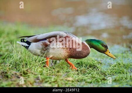 Mallard (Anas platyrhynchos), drake marche sur les rives du Danube, Bavière, Allemagne, Europe Banque D'Images