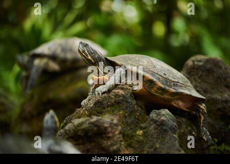 Tortue mouchetée rouge (Trachemys scripta elegans), Allemagne Banque D'Images