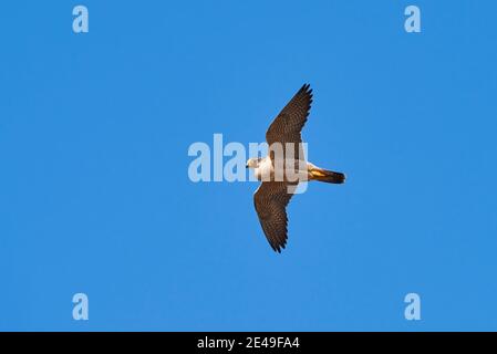 Faucon pèlerin (Falco peregrinus), adulte, en vol, Fuerteventura, Îles Canaries, Espagne, Europe Banque D'Images