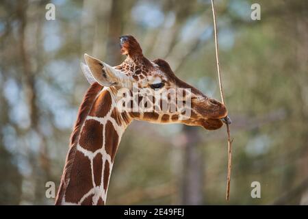 Girafe réticulée (Giraffa camelopardalis reticulata), portrait, latéralement, captive, occurrence Somalie Banque D'Images