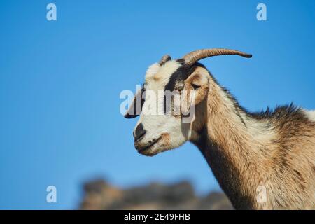 Chèvre domestique (Capra aegagrus hircus), Playa de Cofete, Fuerteventura, Îles Canaries, Espagne, Europe Banque D'Images