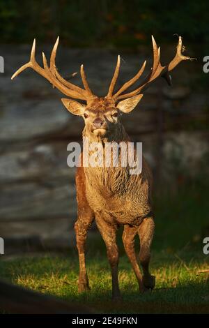 Cerf rouge (Cervus elaphus), se dresse dans un pré, en Allemagne Banque D'Images