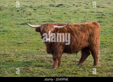 Vache écossaise de montagne avec de longs cheveux rouges et de longues cornes vue de côté Banque D'Images